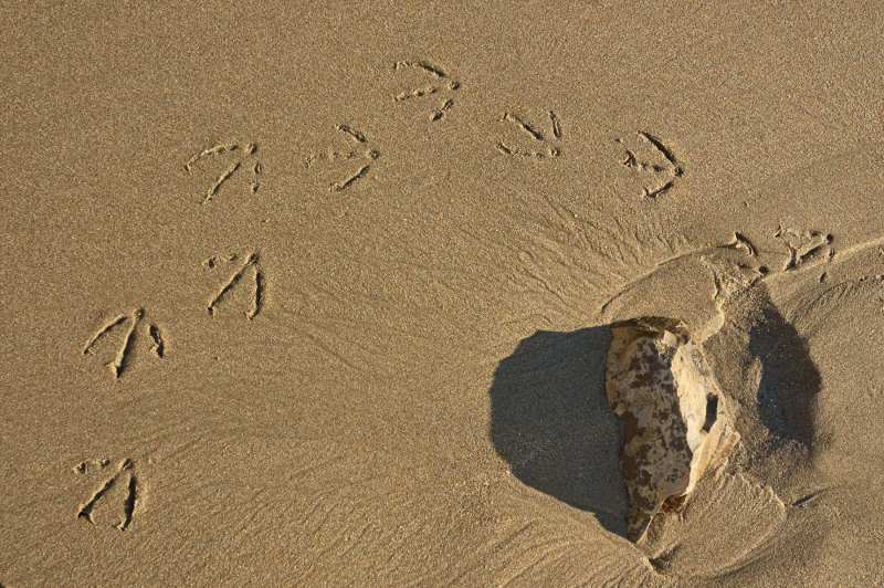Footsteps on Beach