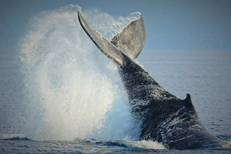 Humpback Whale peduncle - Maui, HI