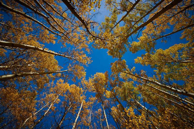 Fall color - Aspen, CO