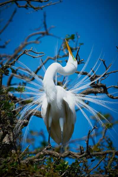 Great Egret (m) in mating plumage
