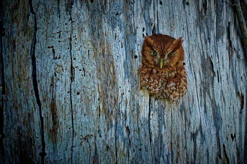 Screech Owl in a snag - Venice, FL
