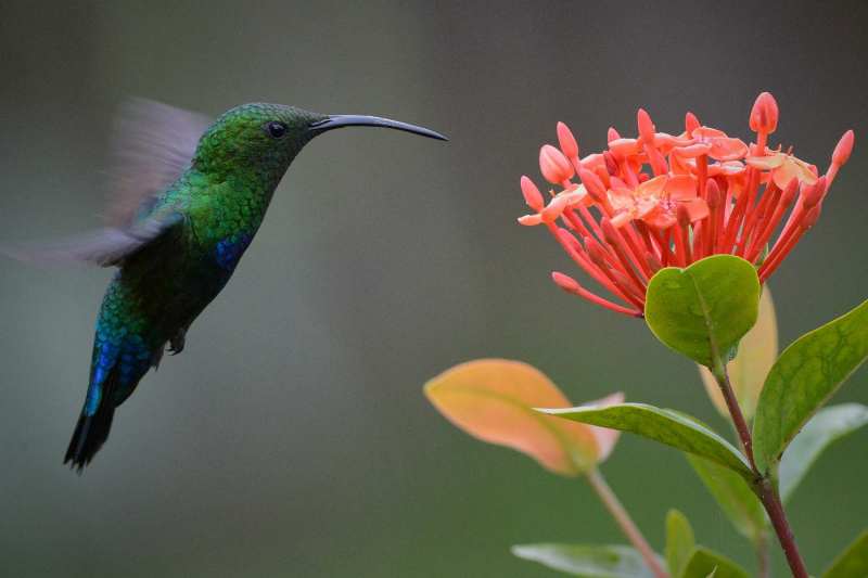 Green-throated Carib Hummingbird