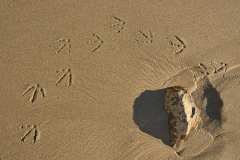 Footsteps on Beach